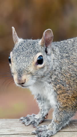 Close up of a squirrel sitting on a branch on a blurred background. Vertical