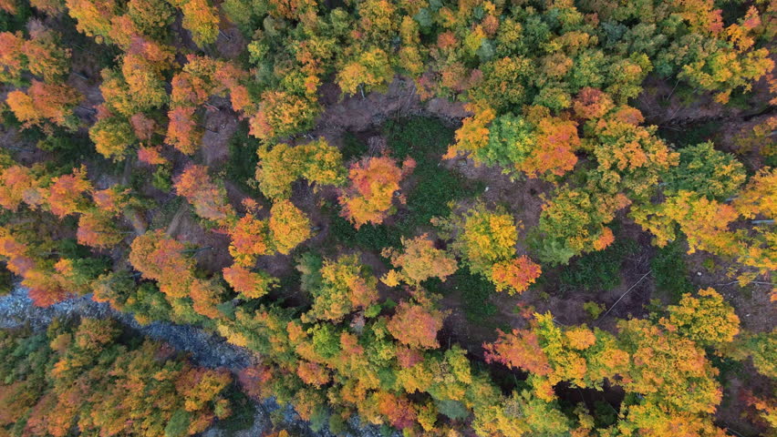 Colorful autumn trees covering a forest in an aerial view scene