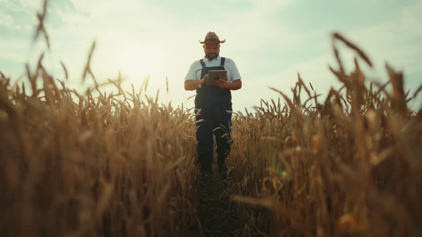 Traditional agricultural region, farmer walking in golden rye field, front view. Organic farming and modern technology in agribusiness, full-length portrait of successful farmer admiring ripe ears
