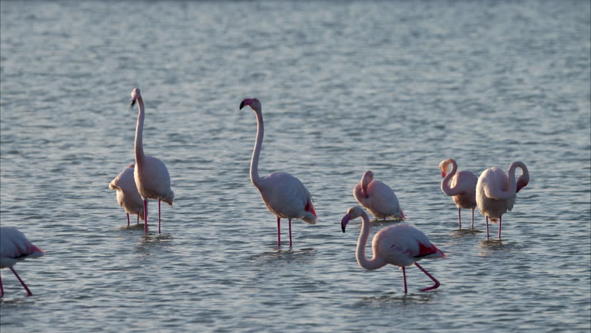 A group of Greater Flamingos standing in the water, sunny day in springtime, Camargue (France), slow motion