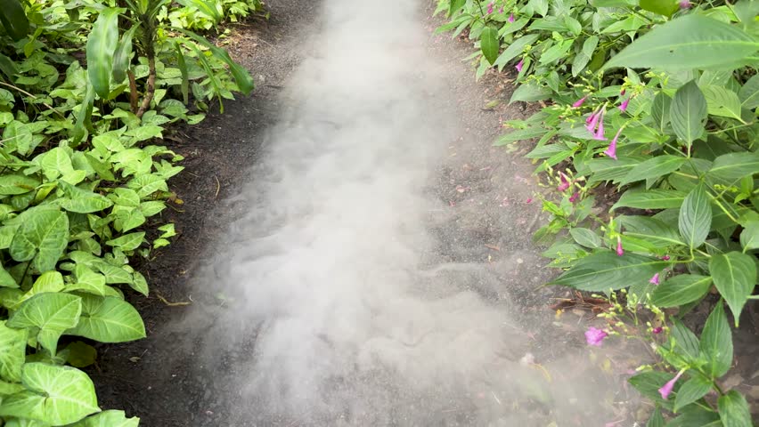 Camera moves along mist-covered garden path surrounded by dense green plants and purple flowers