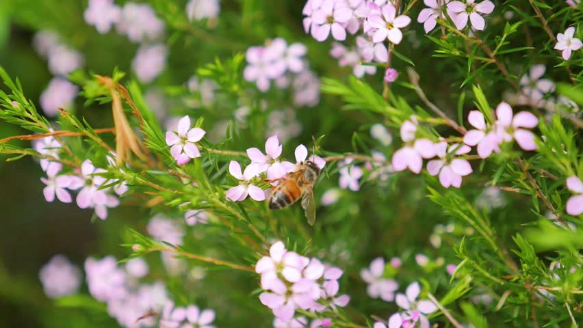 Bee drinking from a pink flower