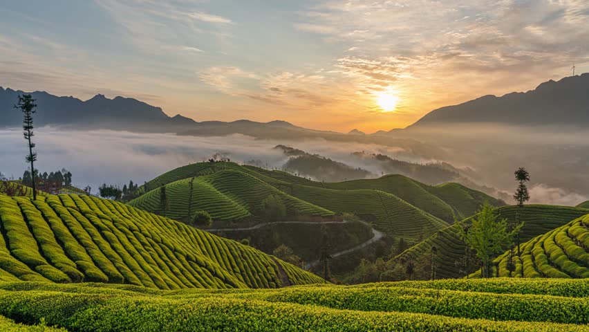 Stunning sunrise over terraced tea plantation hills with misty valleys and mountains in background. Lush green organic agriculture landscape with dramatic golden sky.