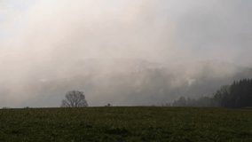 Misty cloudy landscape with solitary tree in green prairie field surrounded by forest hills on overcast day - Powered by Shutterstock - Get 15% off with code: PIKWIZARD15