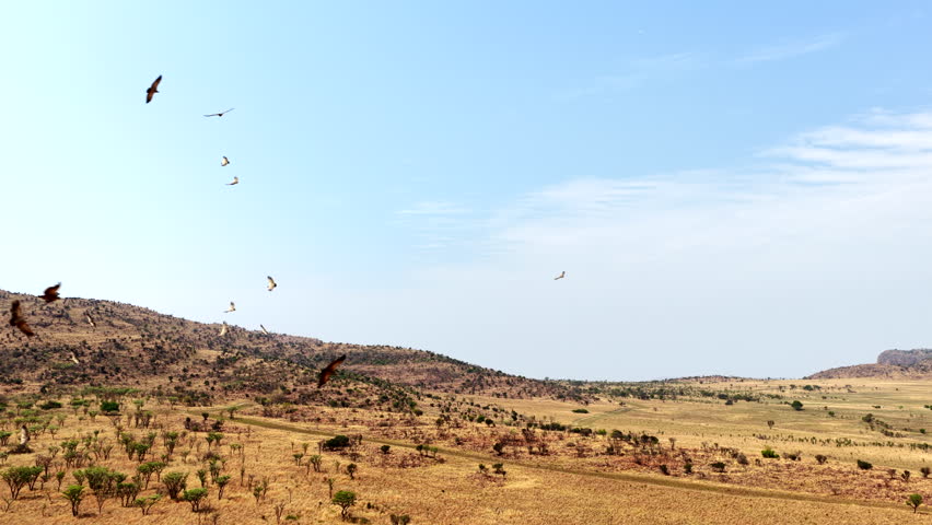 Drone view of endangered vultures soaring on thermal uplift in dry game reserve