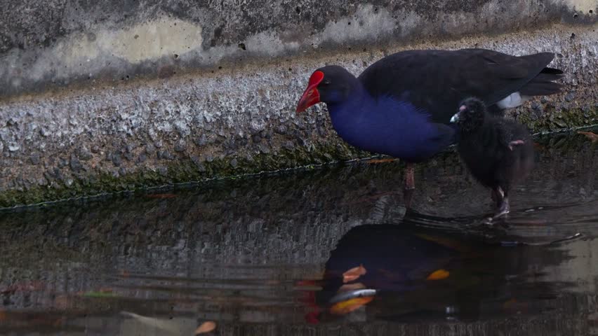 Close up shot of an Australasian swamphen (Porphyrio melanotus) with striking red frontal shield, wading in murky water alongside a small chick.