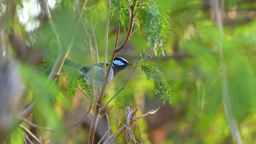 A male Superb Fairywren (Malurus cyaneus) with blue plumage, perched on a branch, foraging for food, close up shot.