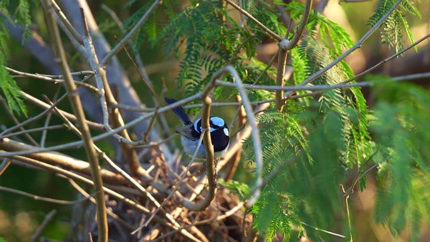 A male Superb Fairywren (Malurus cyaneus) with blue plumage, perched on a branch, spread its wings and fly away, close up shot.