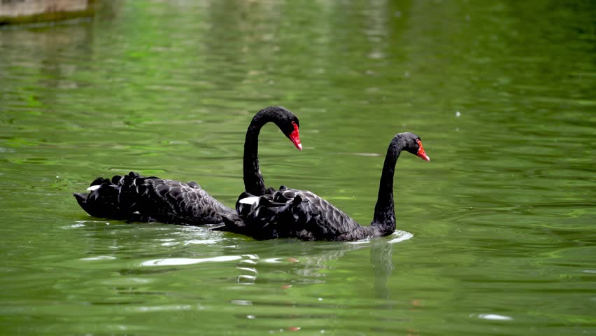 Two elegant black swans swimming together on calm green water, showcasing their distinctive red beaks and graceful necks in natural habitat