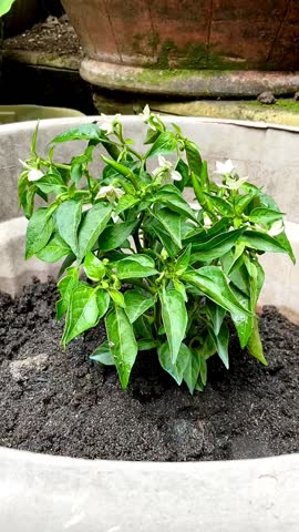 Chili pepper  tree (chile, chile pepper, or chilli) in a garden. Chili peppers are widely used in many cuisines as a spice to add heat to dishes. 