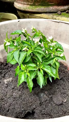 Chili pepper  tree (chile, chile pepper, or chilli) in a garden. Chili peppers are widely used in many cuisines as a spice to add heat to dishes. 