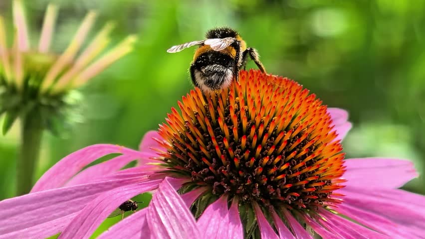 A shaggy bumblebee collects pollen on a large purple Echinacea flower. Beautiful natural background. Summer garden. Bright sunny landscape. Close-up of a striped bumblebee. Insects. Bumblebees.