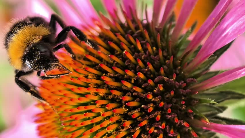 A shaggy bumblebee collects pollen on a large purple Echinacea flower. Beautiful natural background. Summer garden. Bright sunny landscape. Close-up of a striped bumblebee. Insects. Bumblebees.