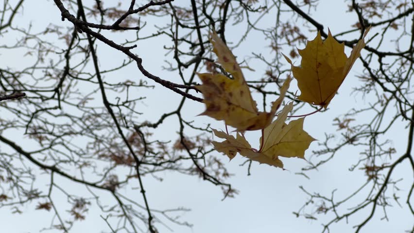 Yellow autumn maple leaves on branch