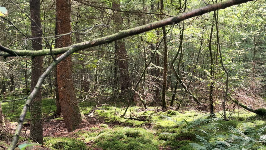 Sun shines through the pine forest illuminating the green mosses and fine branches.