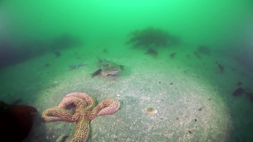 Explore life beneath the icy waves A beautiful starfish sits perched on a large rock in the Arctic Ocean. Other small sea creatures rest nearby in the cool, green water.