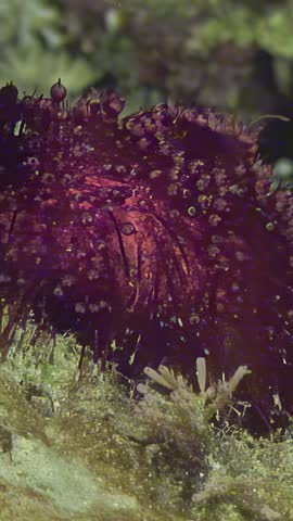 A Stonefish rests amongst algae-covered rocks in the shallow waters. Observe nature