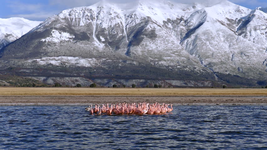 Compact flock of Phoenicopterus chilensis flamingos gathers closely on a calm lake in Argentine Patagonia, their pale pink plumage contrasts with the deep blue water, whith Andes rise in background.