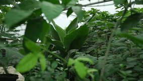 Tropical greenhouse with lush green foliage. Botanical garden concept. - Powered by Shutterstock - Get 15% off with code: PIKWIZARD15