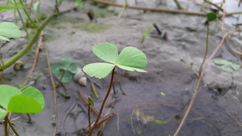 Close-up of Green Leaf with Water Droplets in Wetland Soil Macro Nature Video