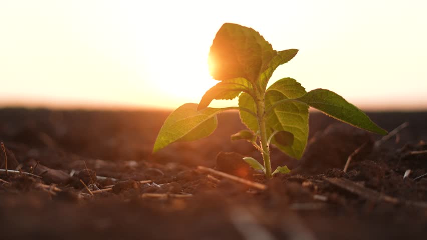 Green sprout growing in field soil at sunset. Sunrise concept with sunflower planting. Sunflowers sprouting in a field of farming. lifestyle Sunflowers sprout in green field in farmer.