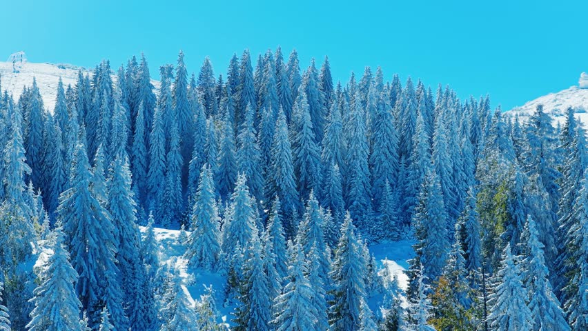 Aerial view of dense pine forest fully covered with fresh white snow