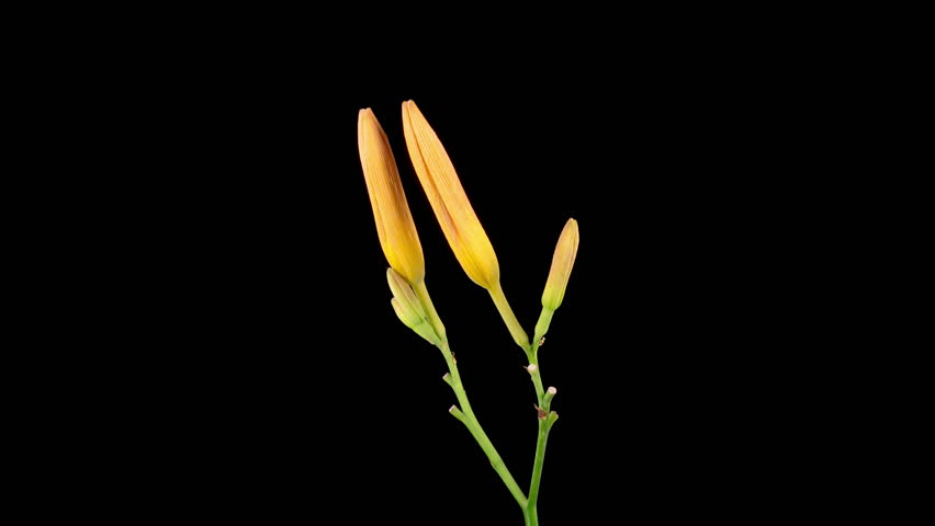 Orange Lily Blossoms. Time Lapse of Opening Beautiful Orange Lily Flowers. Black Background. 4K.