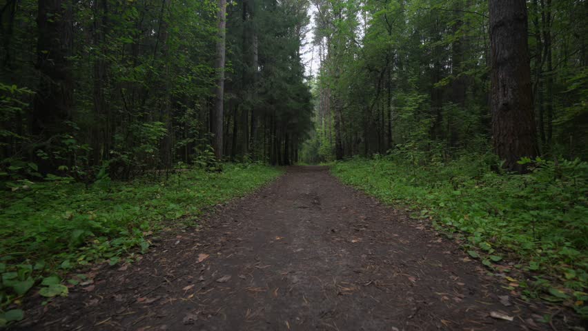 Autumn forest with fallen yellow leaves on the ground