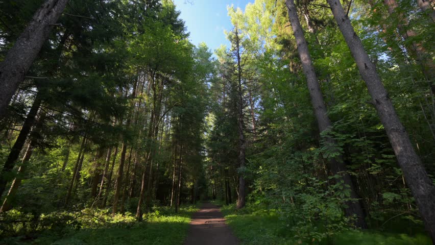 Autumn forest with fallen yellow leaves on the ground