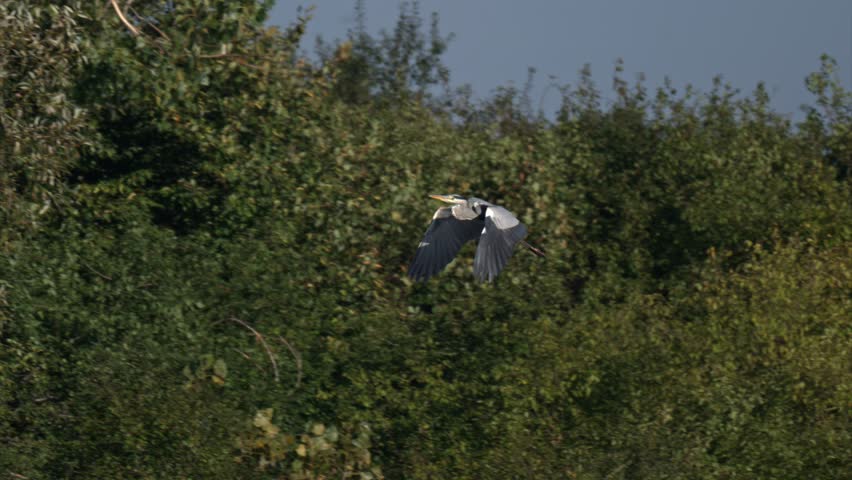 Heron in flight above calm water, filmed in slow motion showing detailed wing flaps and smooth motion.