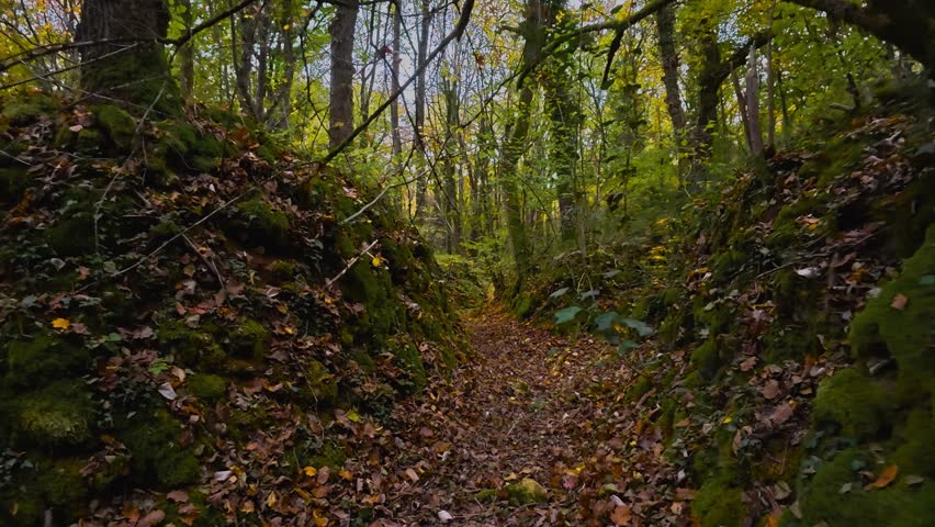 Cinematic FPV drone footage of an old WW2 trench in a colorful autumn forest, ideal for historical, documentary, and film projects