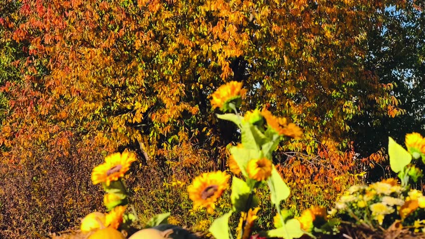 Rustic Autumn Harvest Display with Pumpkins, Hay Bales, and Wagon Wheel in Vibrant Fall Setting - 4K Video for Seasonal Marketing and Decor