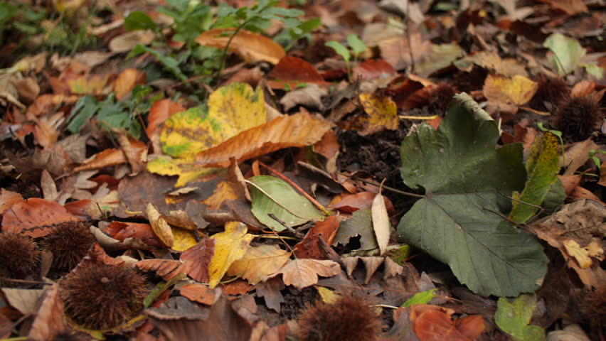 Forest Autum Fall season leaves and horsechesnut seeds on woodland floor