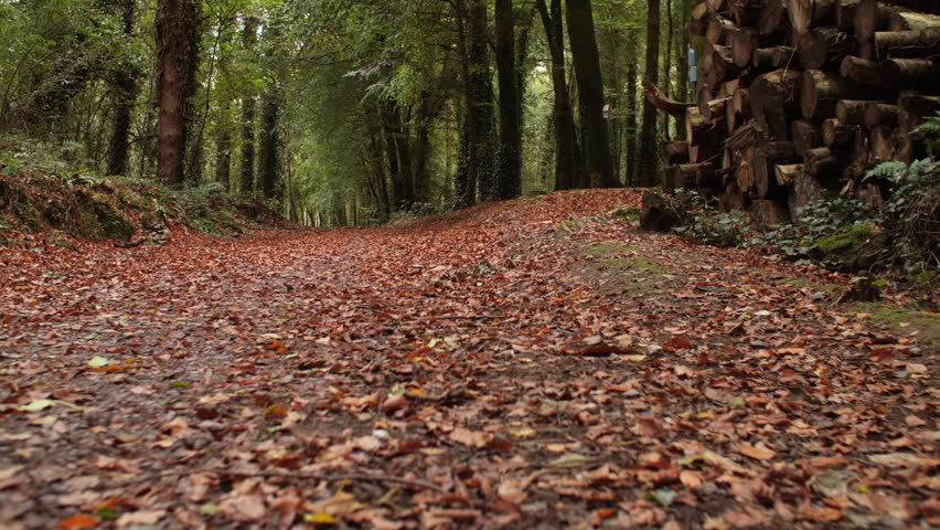 Autum Fall golden orange leaves forest path stabilised tracking shot
