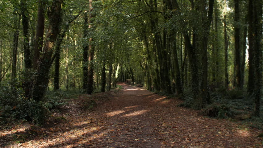 Forest path covered with Fall Autumn leaves