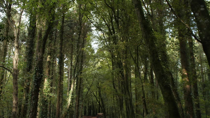 Forest walking path looking up at trees Autum Fall leaves