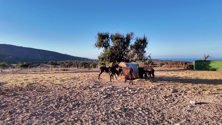 Cattle Grazing Under the Warm Sunlight in a Beautifully Serene and Peaceful Landscape