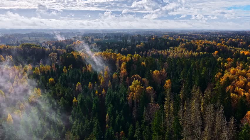 Foggy autumn forest with vibrant foliage under a dramatic cloudy sky