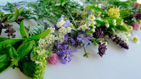 Various medicinal herbs on a white background. Selective focus. - Powered by Shutterstock - Get 15% off with code: PIKWIZARD15
