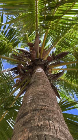 A sprawling coconut palm on the ocean shore. A green palm tree in cloudy weather and strong winds. A view of palm trees against the sky with branches swaying in the wind. Cuba. 4K	