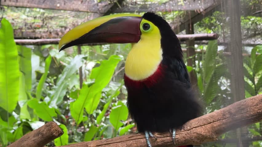 Black Mandible Yellow Throated Toucan Bird (Ramphastos ambiguus) on a Branch