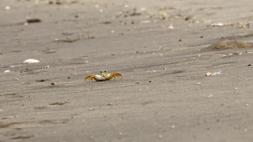 Crab scurrying across the sand at Sandy Hook, NJ