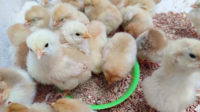 Adorable baby chicks feeding from green bowl in poultry farm setting. Young fluffy yellow and brown chicks gathered around feed dish on wood shavings bedding.