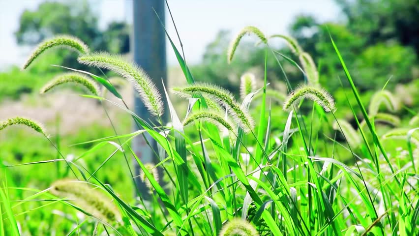 Lush green ornamental grass with feathery seed heads swaying in natural outdoor setting, perfect for landscaping and garden design projects.