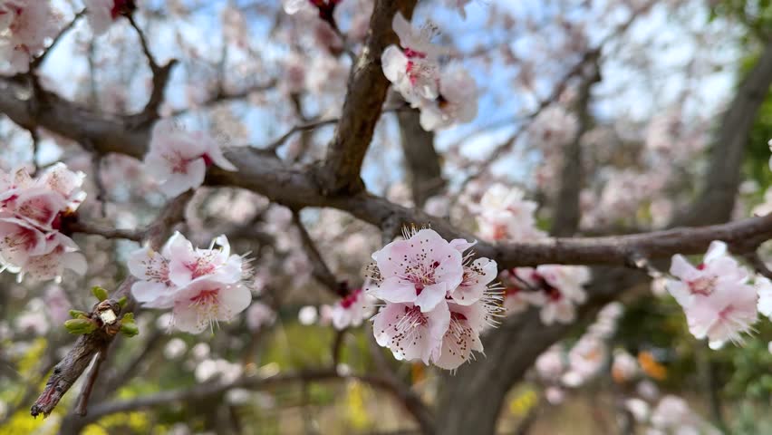 Spring season with aromatic flowers blossom on a cherry tree blooming garden city landscape in Tehran beautiful design pink colorful vivid urban cityscape Iran Asia beauty bloom nature travel sakura