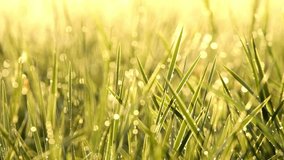 Glistening dew drops sparkle on fresh green grass blades in the morning. This macro shot features a warm, golden sunlight and soft bokeh background. - Powered by Shutterstock - Get 15% off with code: PIKWIZARD15