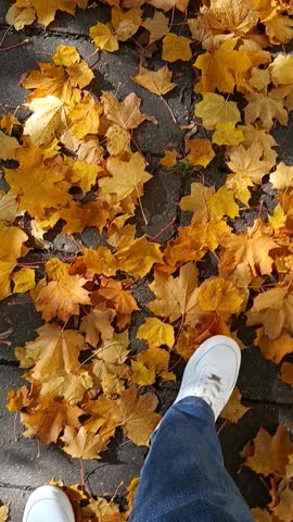 Female or male legs in white sneakers and blue jeans walking through fallen autumn leaves. Close-up vertical shot.