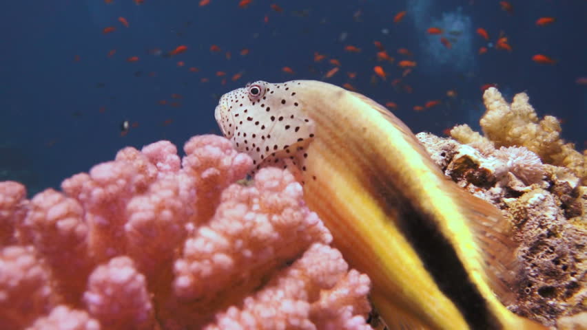 Coral and fish in the Red Sea, Egypt