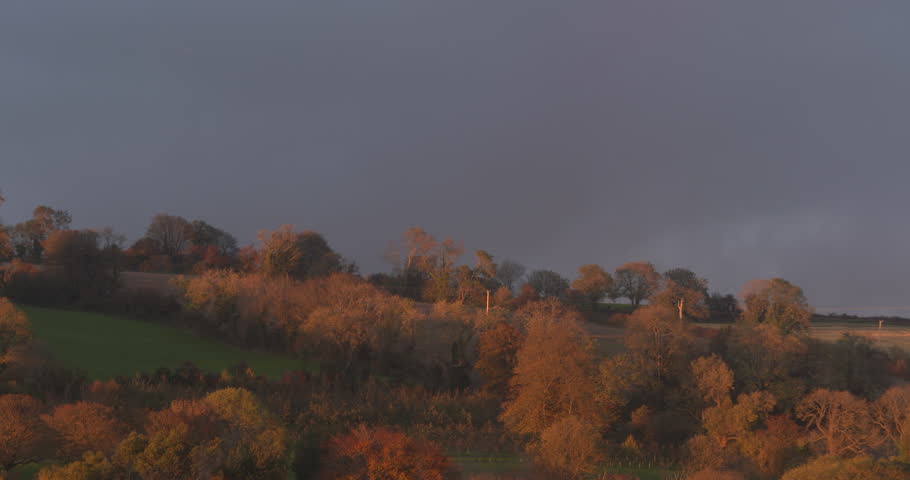 Autumn Fall forest tree golden brown andscape dark stormy sky
