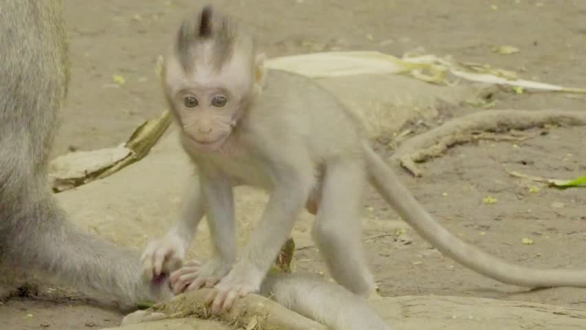 Adorable baby monkey exploring the lush Balinese jungle, surrounded by vibrant green trees and tropical beauty  a heartwarming glimpse of wildlife in Bali.
